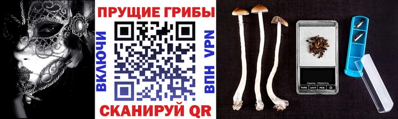 Галлюциногенные грибы Psilocybine cubensis  Озёры 